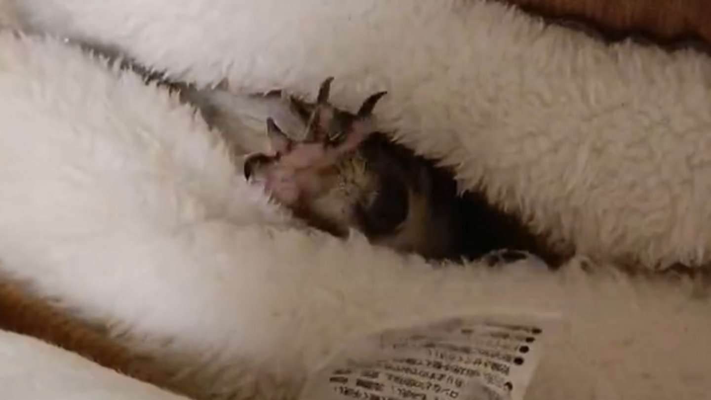 たかすぎS（＠takasugis）さんの投稿より