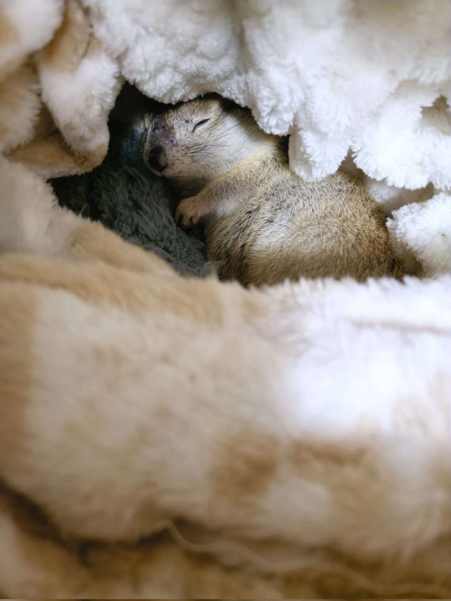 「第二別荘」で眠るゆずちゃん（たかすぎS（＠takasugis）さんの投稿より）