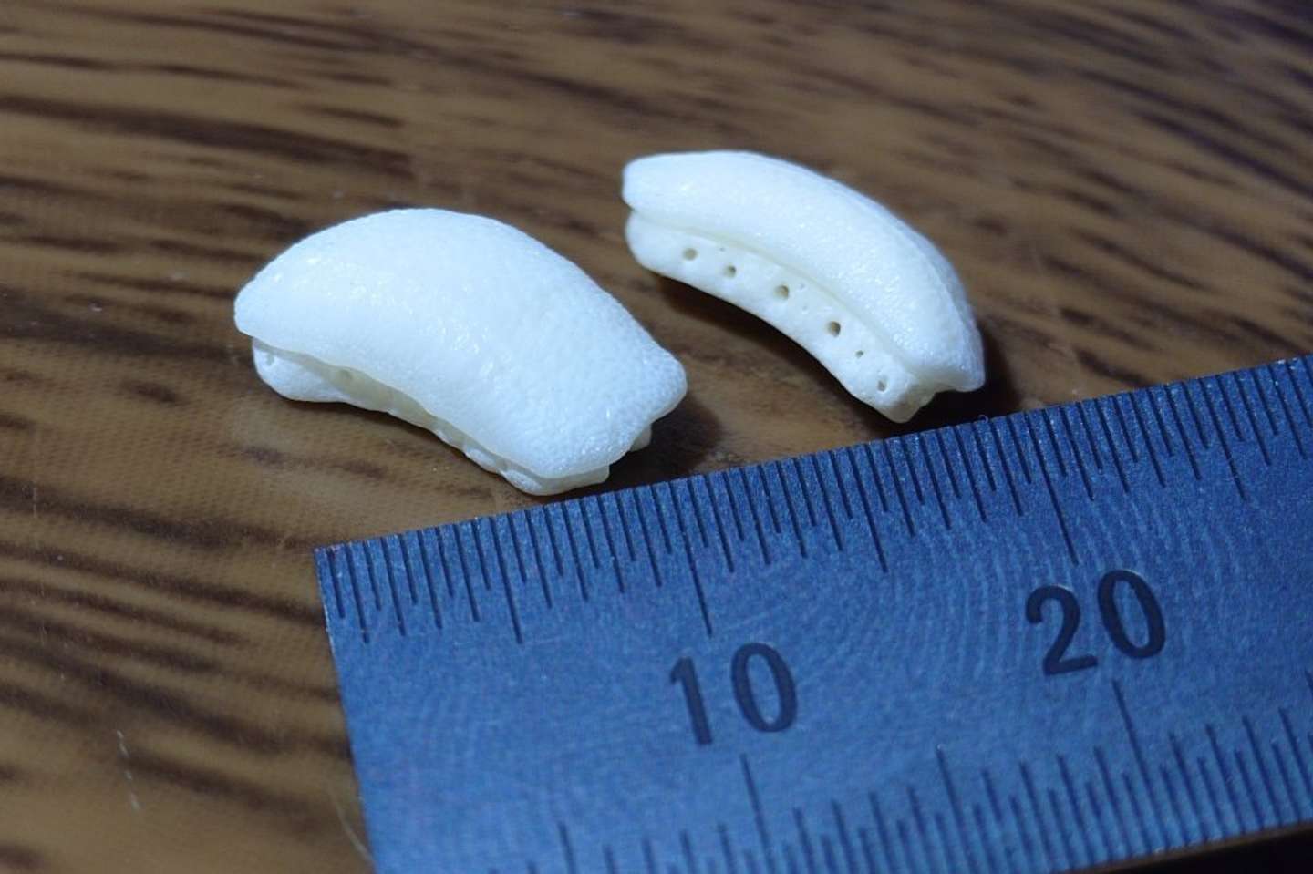 大きさはこんな感じ（画像提供：浜名湖体験学習施設ウォット）