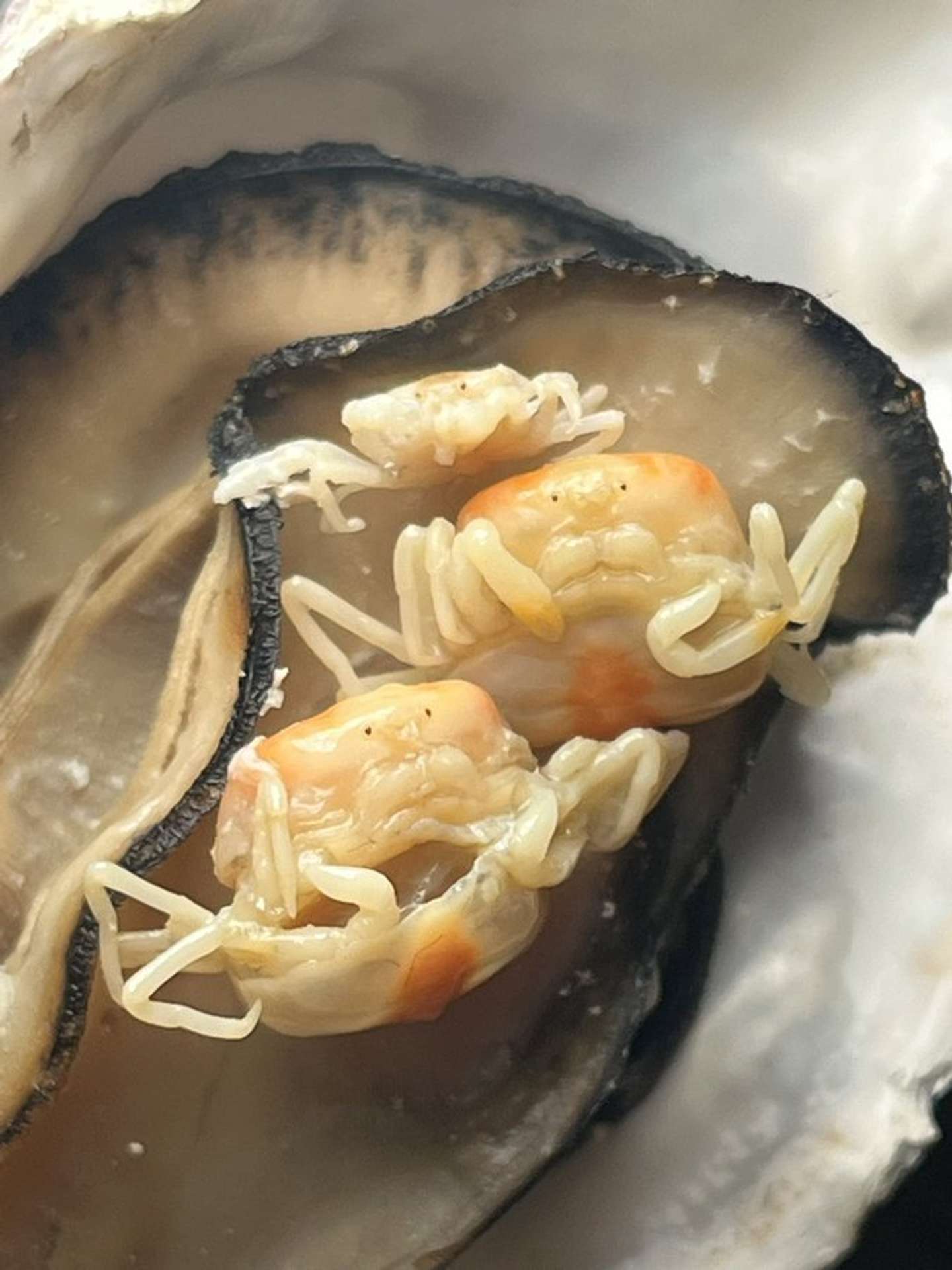 しん　植物オタクな中学生（＠sanyasokun）の投稿より