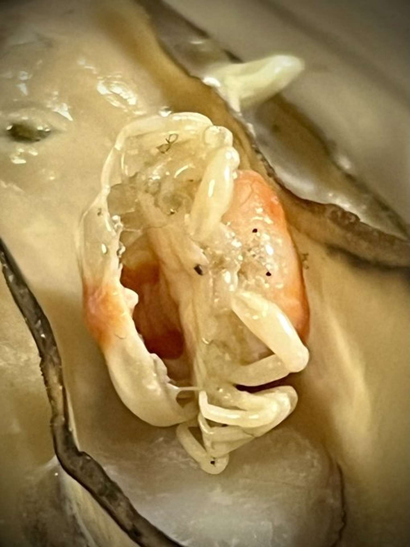 チハー（しん　植物オタクな中学生（＠sanyasokun）さんの投稿より）