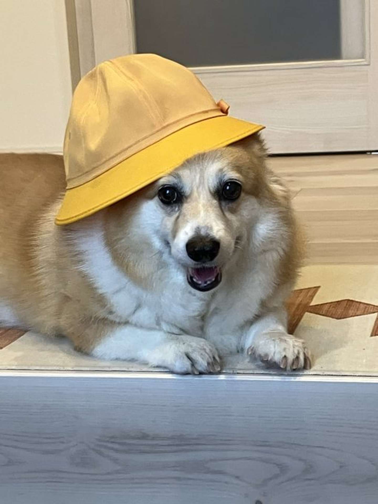 kogi_musu（＠kogi_musu）さんの投稿より