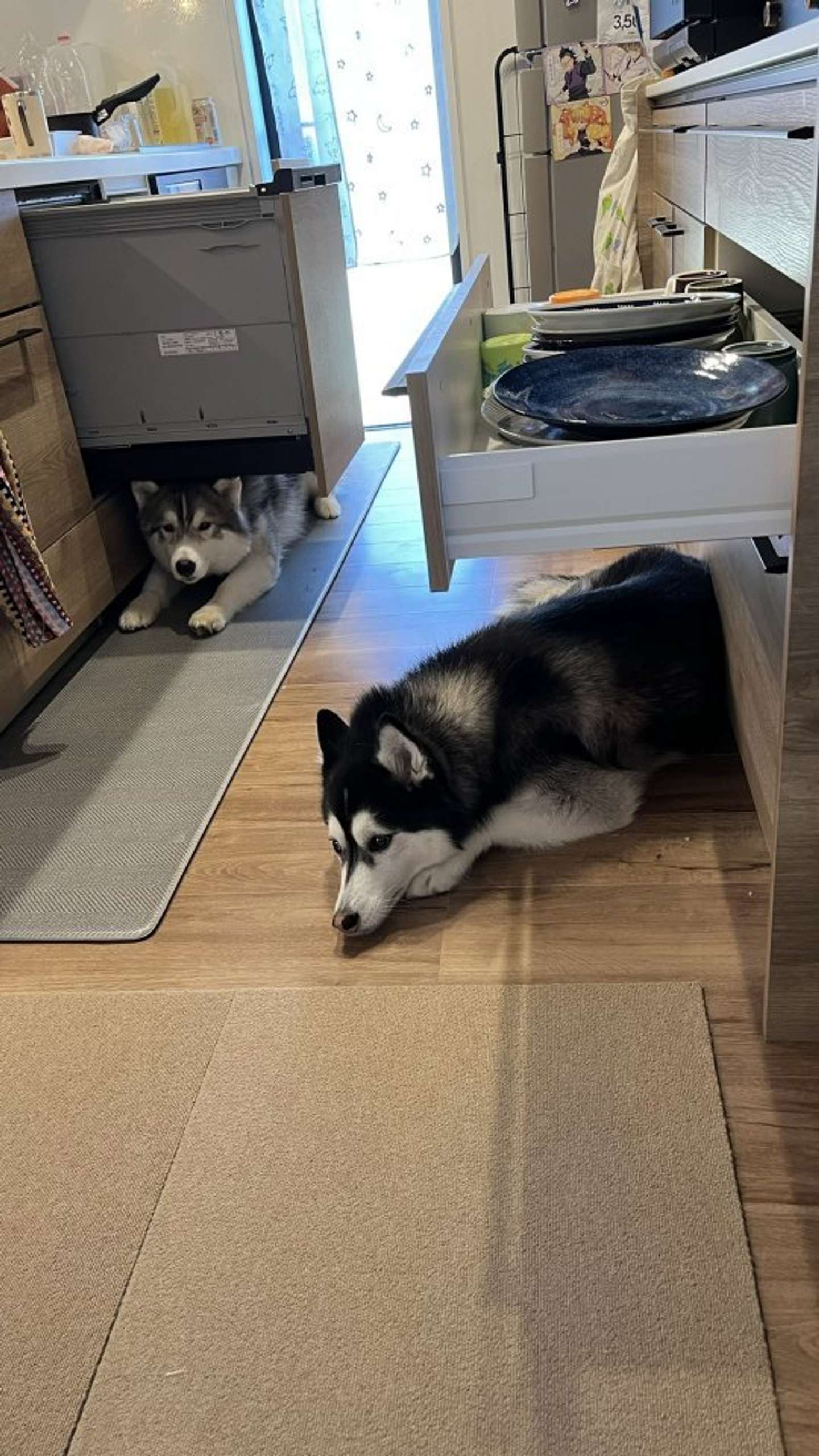 何してるの？（画像提供：＠Luna_husky0603さん）