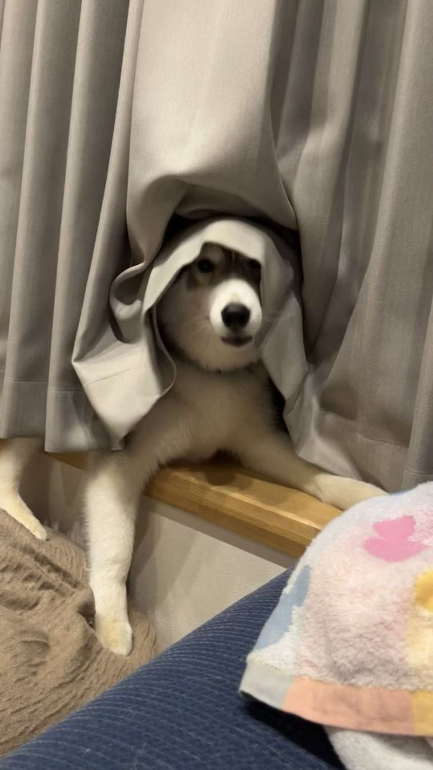 やわらかな屋根（画像提供：＠Luna_husky0603さん）