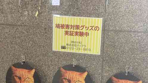 「人間は愚か」「舐められてるw」　完全に失敗している「鳩被害対策グッズの実証実験」に21万人苦笑