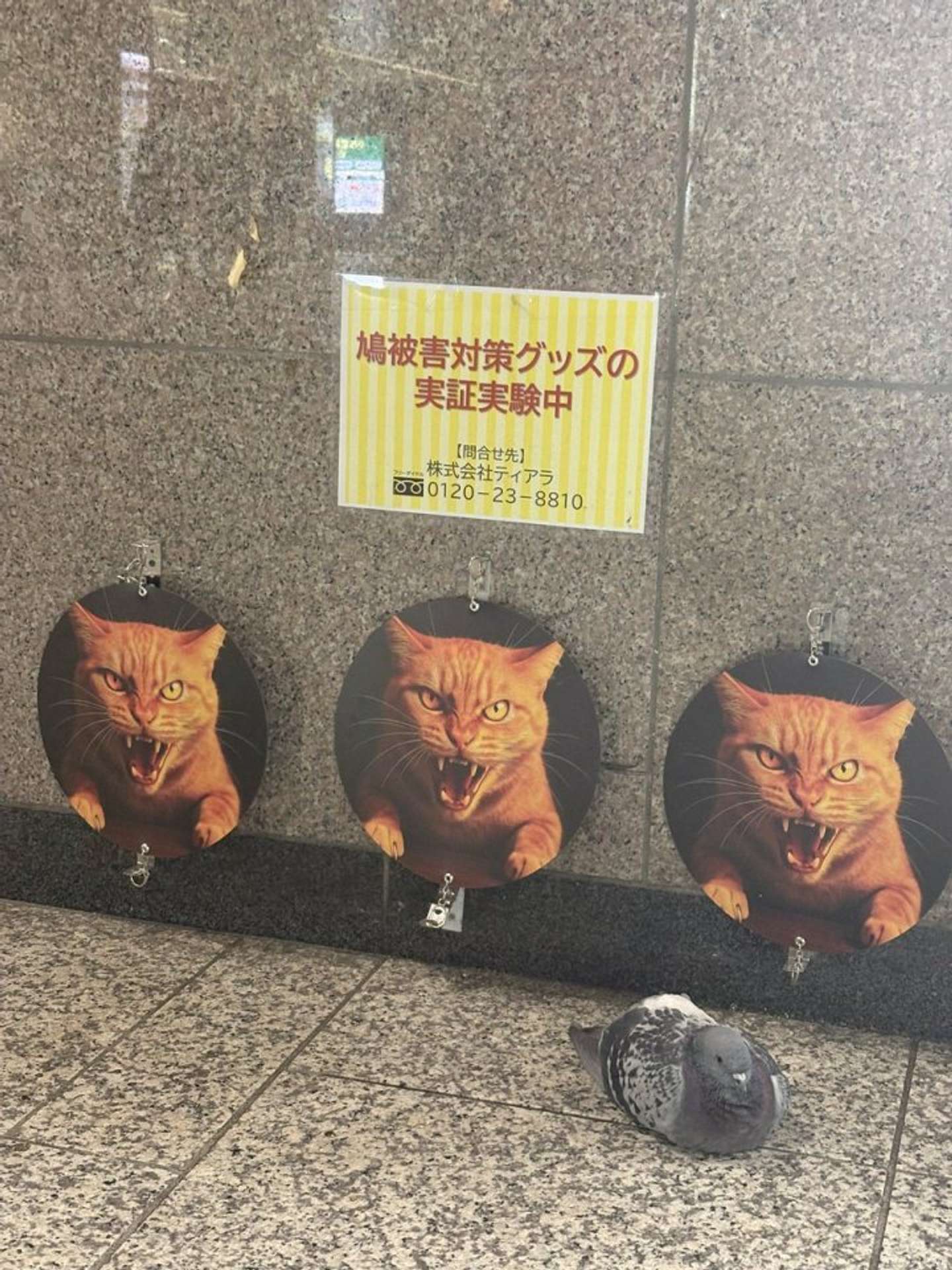 画像提供：プリンセスゴリラ（＠_princessGORIRA）さん