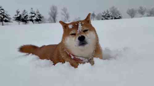 雪の中のお散歩で、まさかの...！？　北海道の柴犬の〝珍行動〟に2.5万人驚がく「呑気すぎ」「最強...！！」