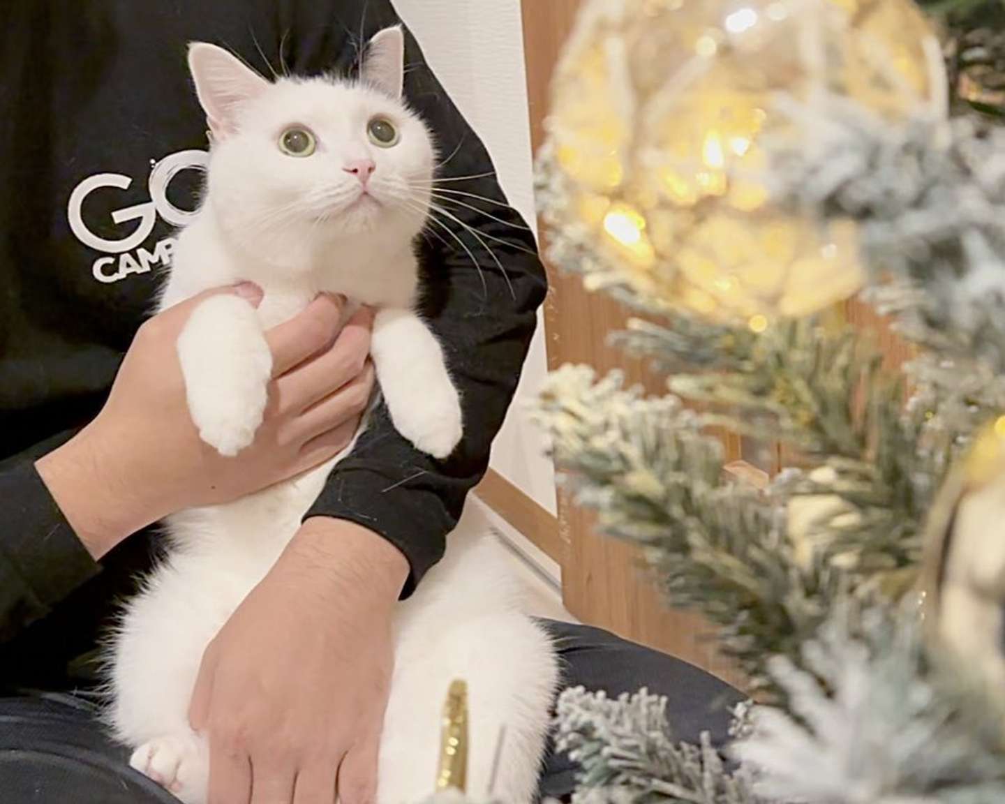 これは、なーに？（画像提供：＠takeru0321nekoさん）