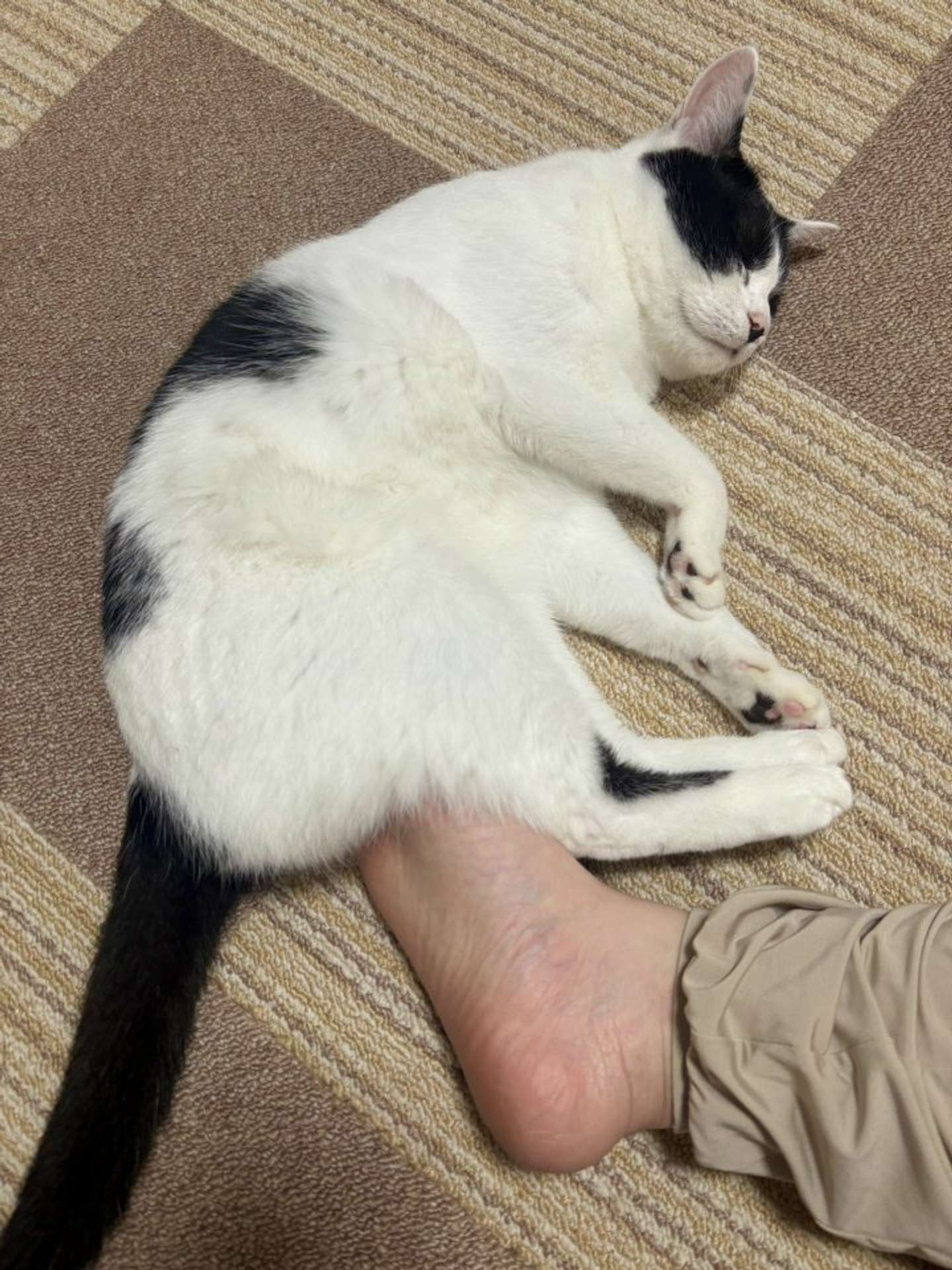 俺様は、ねたいばしょで、ねる（画像提供：ろで（＠rode_no_neko）さん）