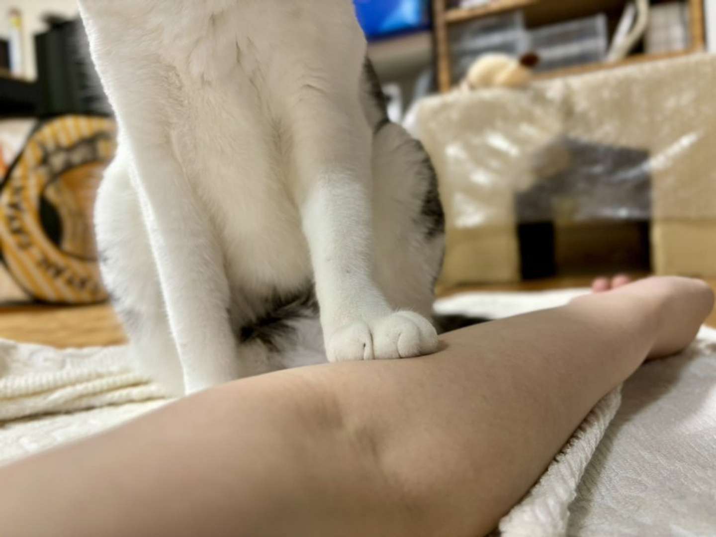 妹分も、ふむ（画像提供：ろで（＠rode_no_neko）さん）