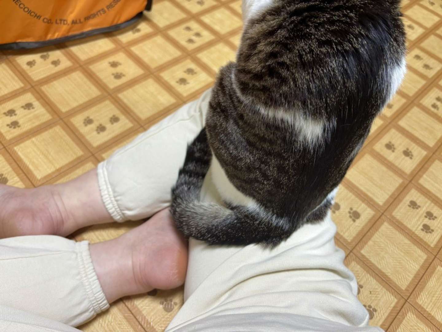 お尻でも、ふむ（画像提供：ろで（＠rode_no_neko）さん）