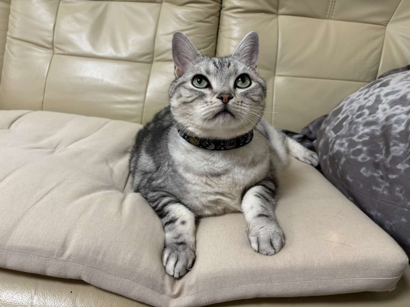 アメリカンショートヘアーのサスケさん（画像はみふゆ＠mifuyu_916さんの投稿より）