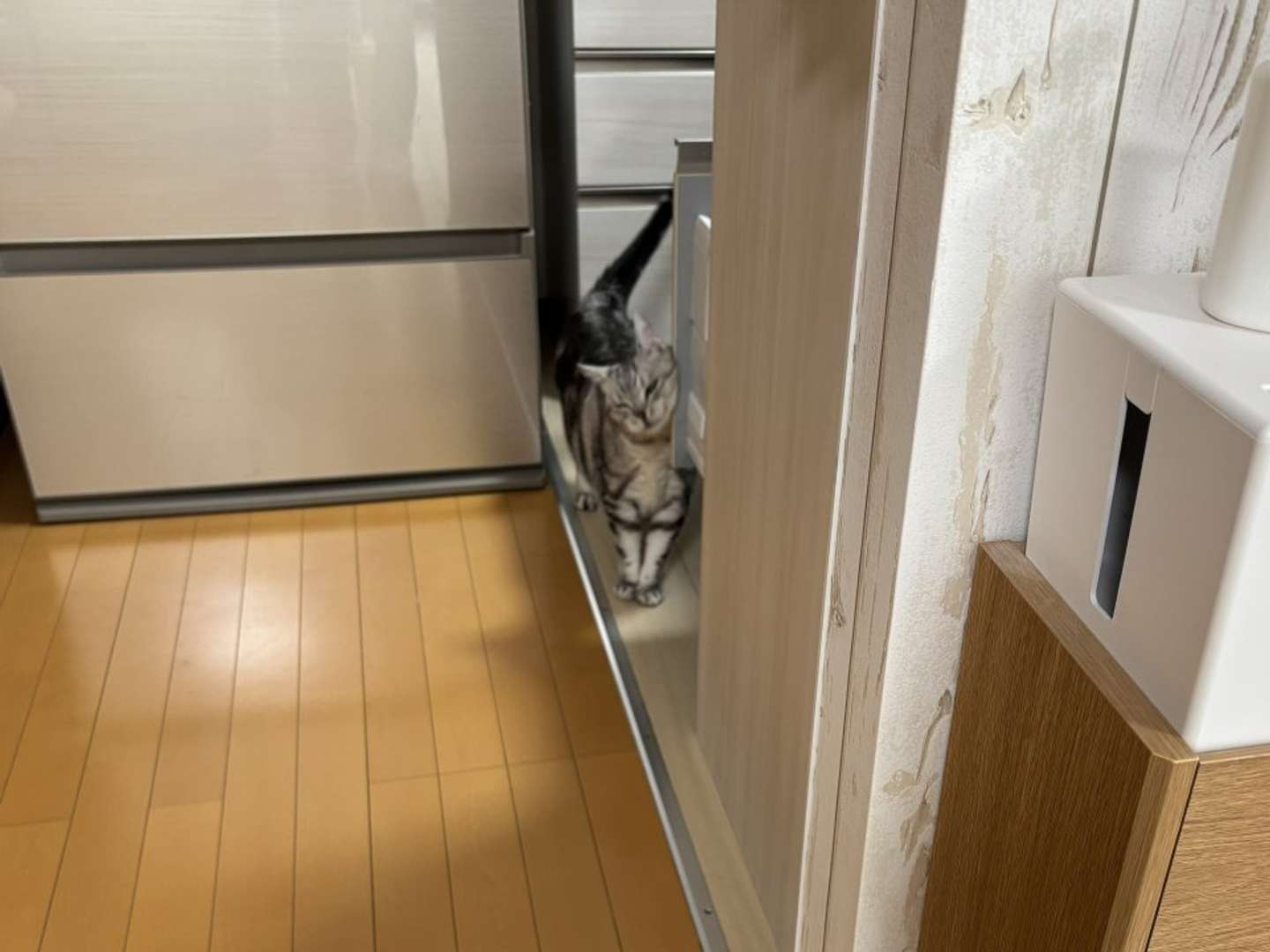 スタッフさんと一緒にキッチン点検中のサスケさん（画像はみふゆ＠mifuyu_916さんの投稿より）