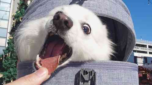 クリスマスツリーの下で待つのは...「犬ミミック」　ビックリほっこりモンスターに1.5万人めろめろ