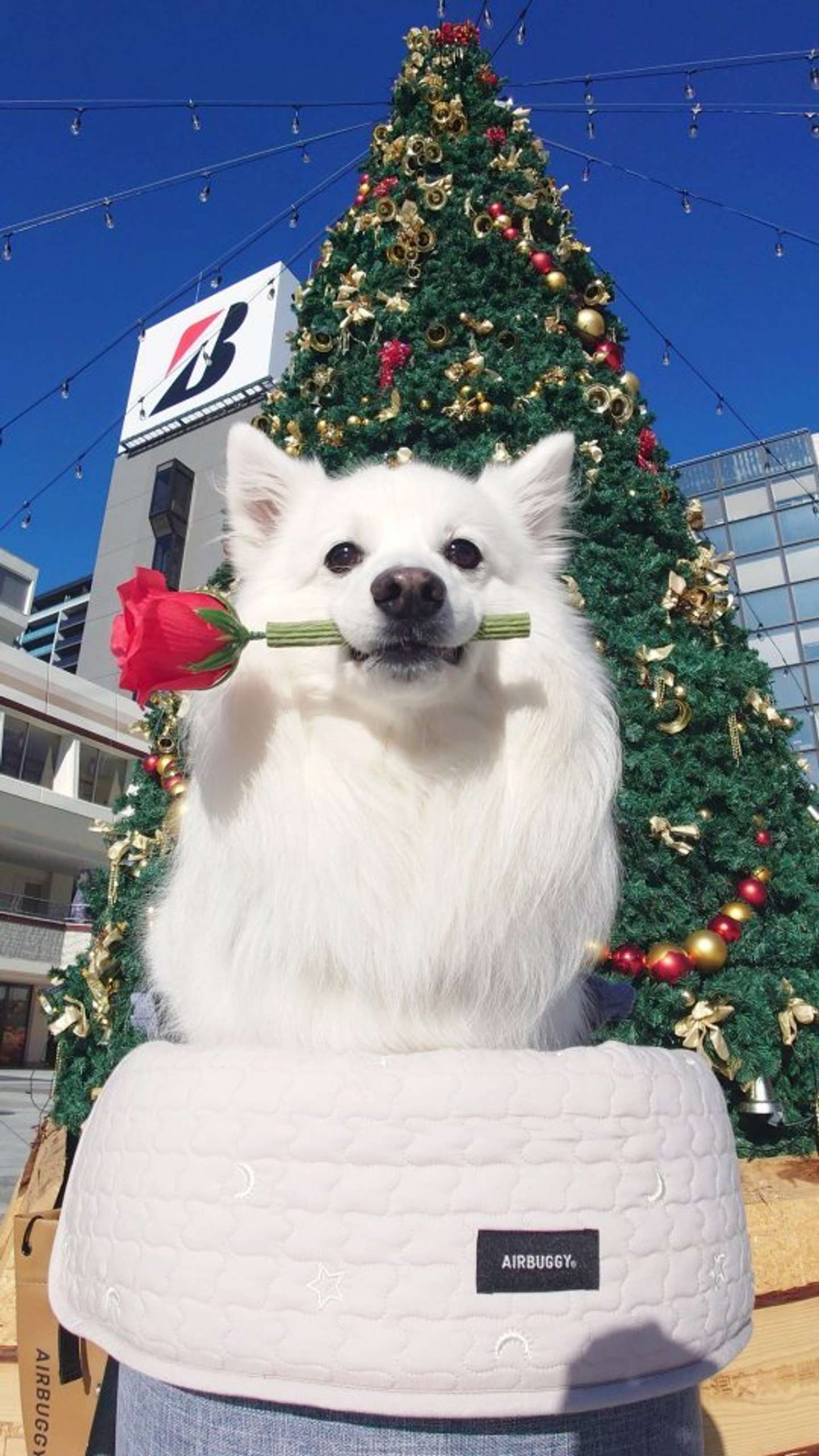 お花を咥えた決めポーズも！（画像はくーさんママ＠kukuri_shibainuさんの投稿より）