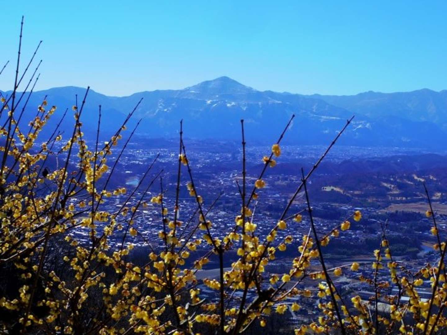 埼玉県長瀞町　宝登山の蝋梅と武甲山の風景（画像はphotoAC）