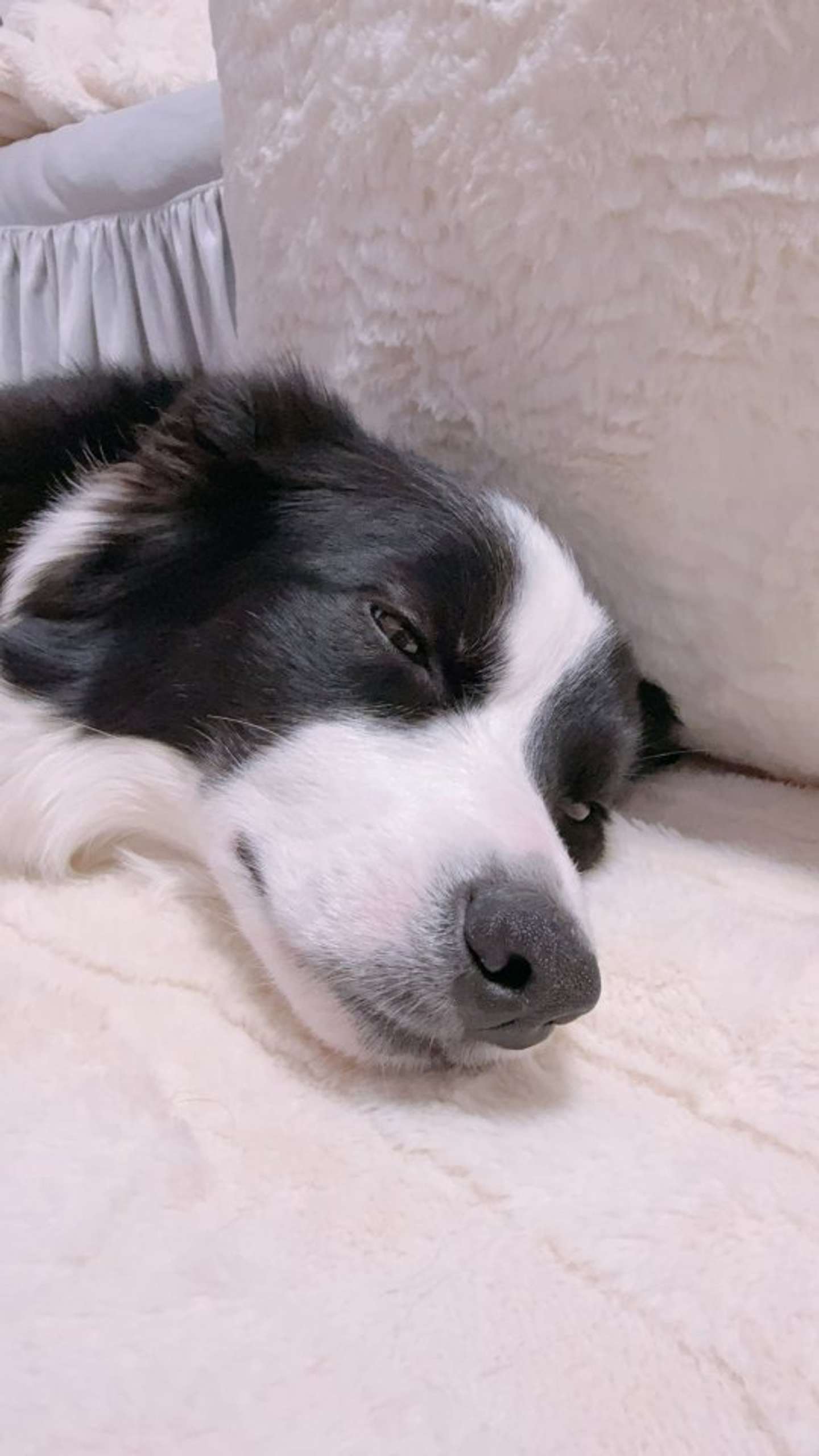 ボーダーコリーのレティちゃん（画像提供：＠gisemittyさん）