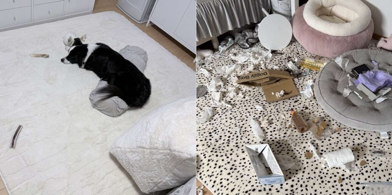 ボーダーコリーのレティちゃん（画像提供：＠gisemittyさん）