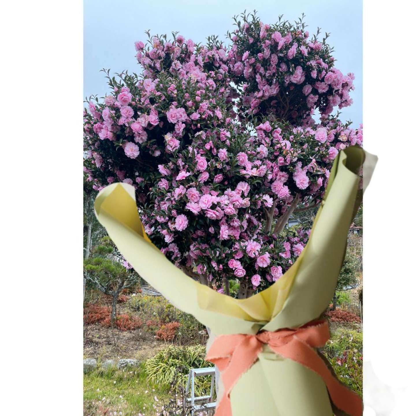 清子（＠kiyoiko_）さんの投稿より、お父さんが加工したサザンカ