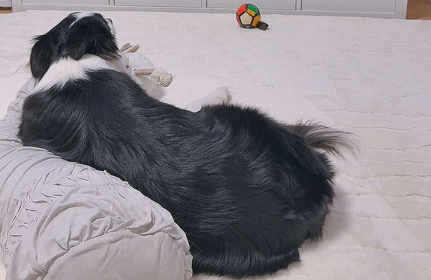 夢中で見ているレティちゃん（提供動画よりキャプチャ）