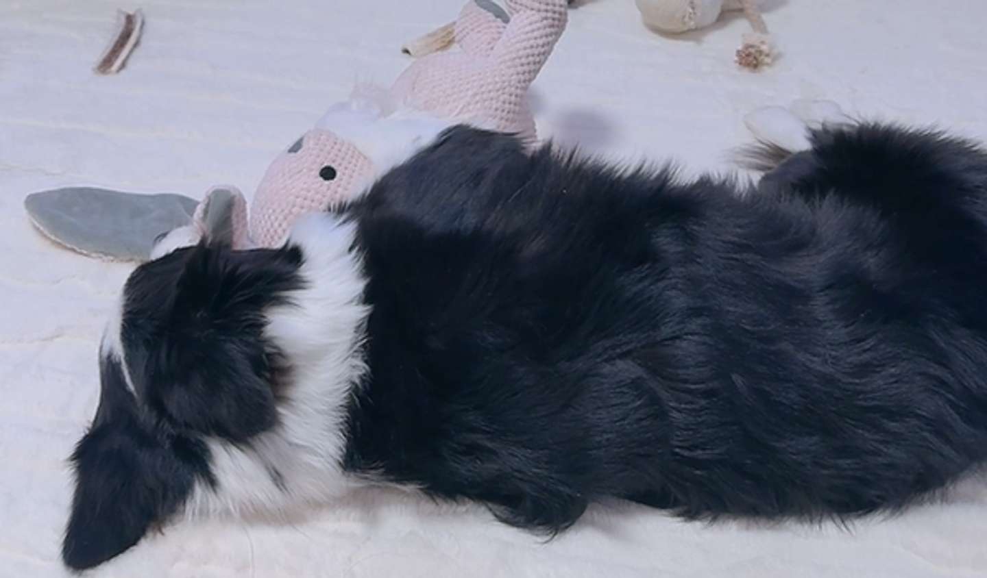 目線の先にはテレビが（提供動画よりキャプチャ）