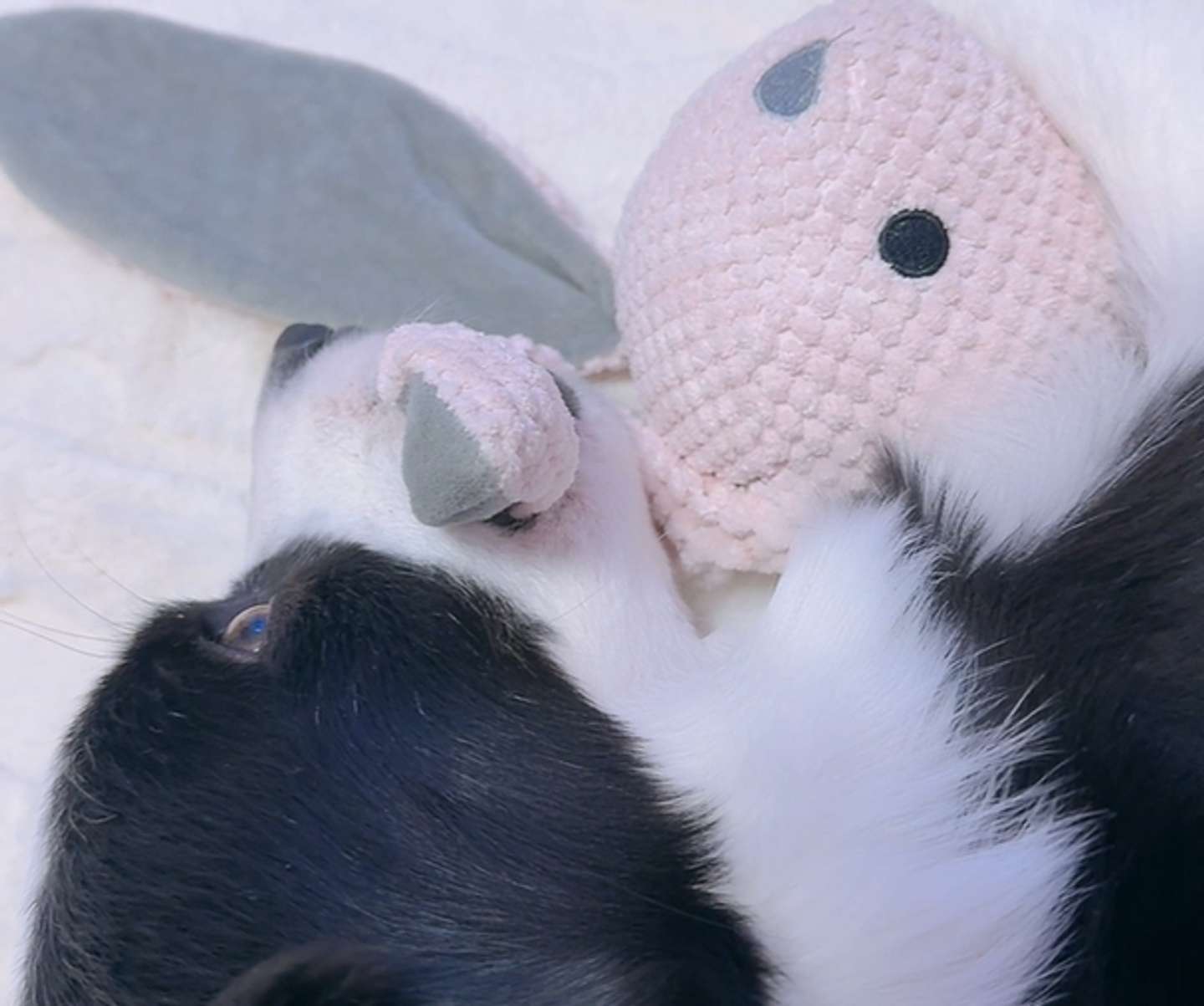 きらきらしたおめめで見ています（提供動画よりキャプチャ）