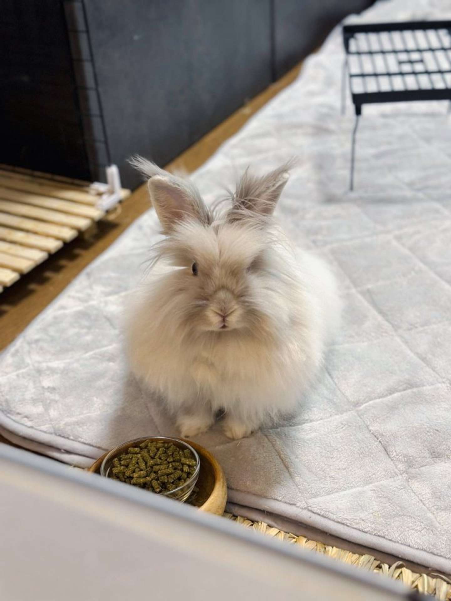 ふだんのすがた（画像提供：＠pochikun0115さん）