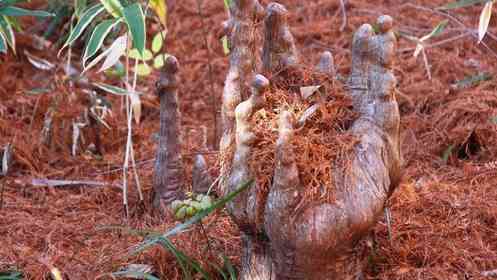 新宿御苑の地面から巨大な〝手〟が！？　衝撃光景にSNS驚がく「すげえな」「こんなんホラーじゃん」