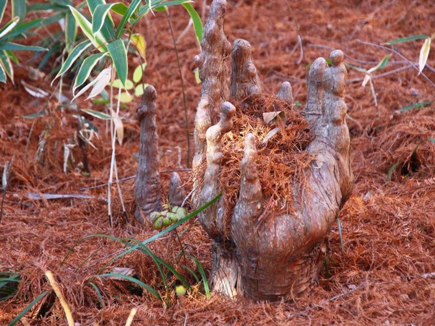 ラクウショウの気根に、落ち葉が積もっている様子　「新宿御苑 自然情報」（＠SG_info_kyokai）の投稿より