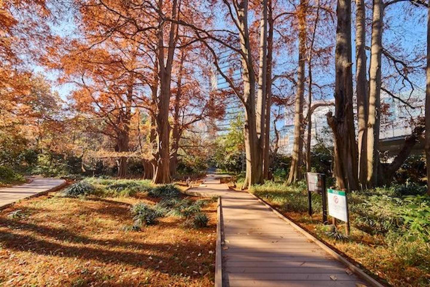 写真提供「新宿御苑管理事務所」　(C)Shinjuku Gyoen National Garden Office
