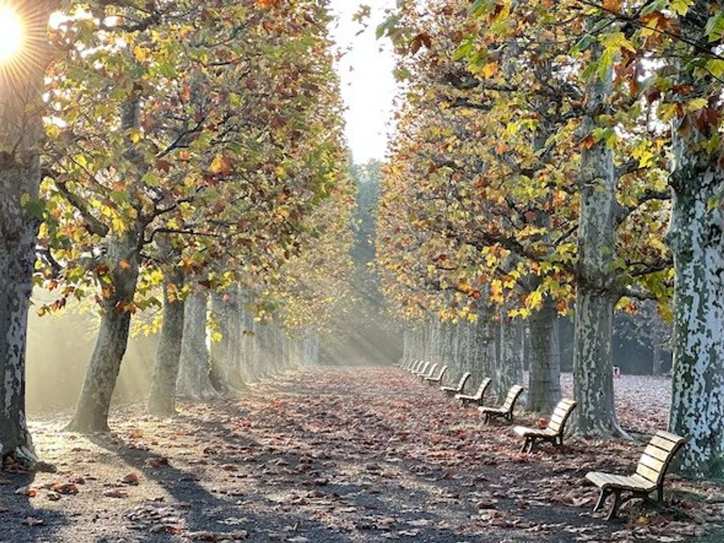 写真提供「新宿御苑管理事務所」　（C）Shinjuku Gyoen National Garden Office
