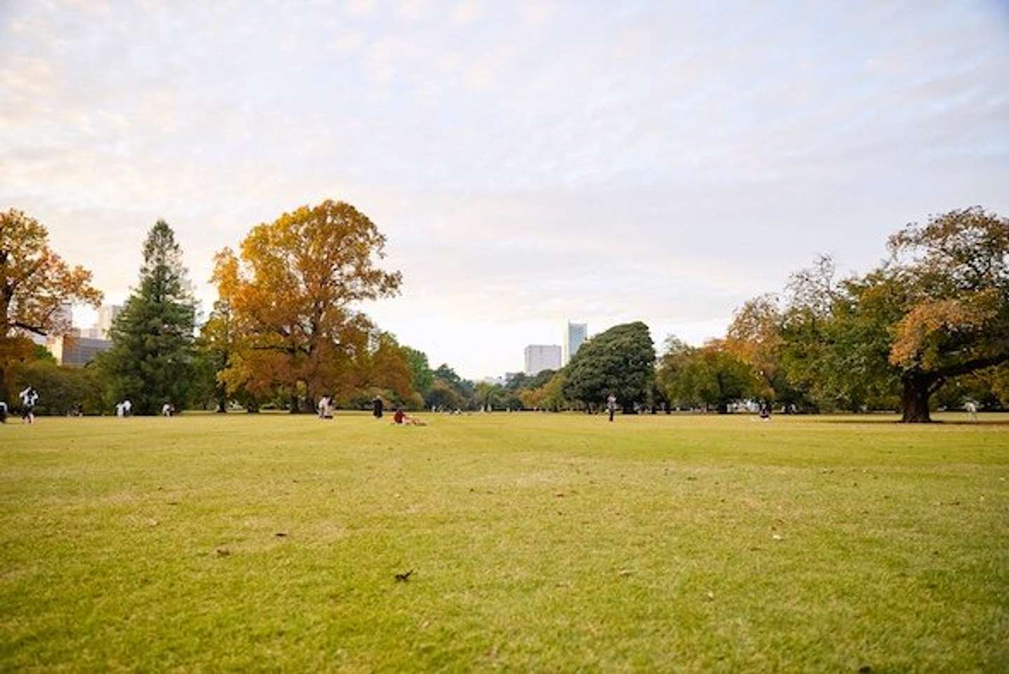 写真提供「新宿御苑管理事務所」　（C）Shinjuku Gyoen National Garden Office