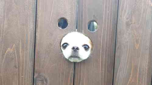 犬用フォトスポットに小顔わんこが入ったら...　まさかの光景に11万人もん絶「むしろ最高」