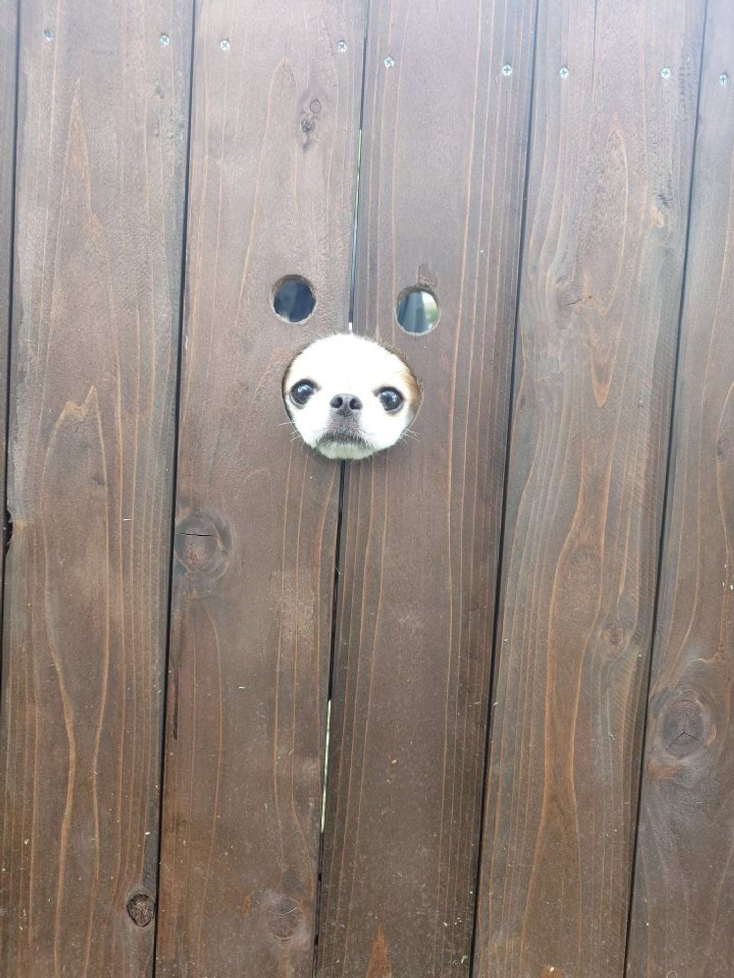 すっぽり（画像提供：＠Honopekichihuaさん）