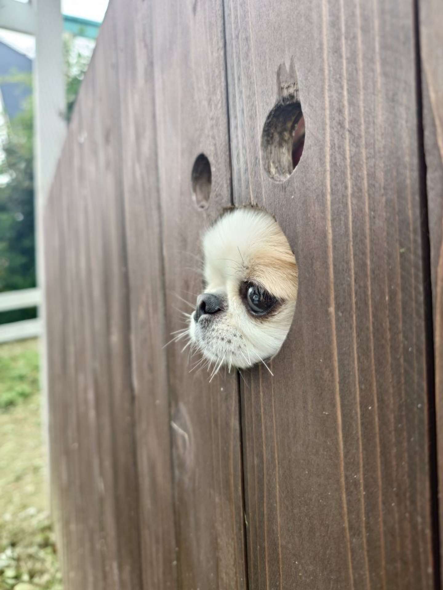 ちゅんっ（画像提供：＠Honopekichihuaさん）