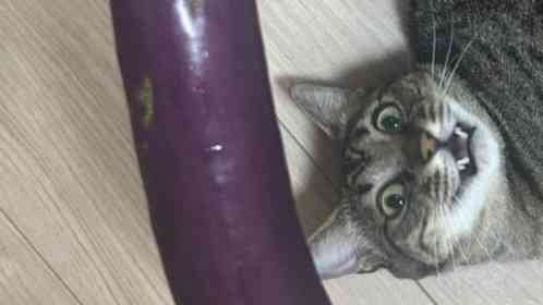 オーナーさんの投稿より