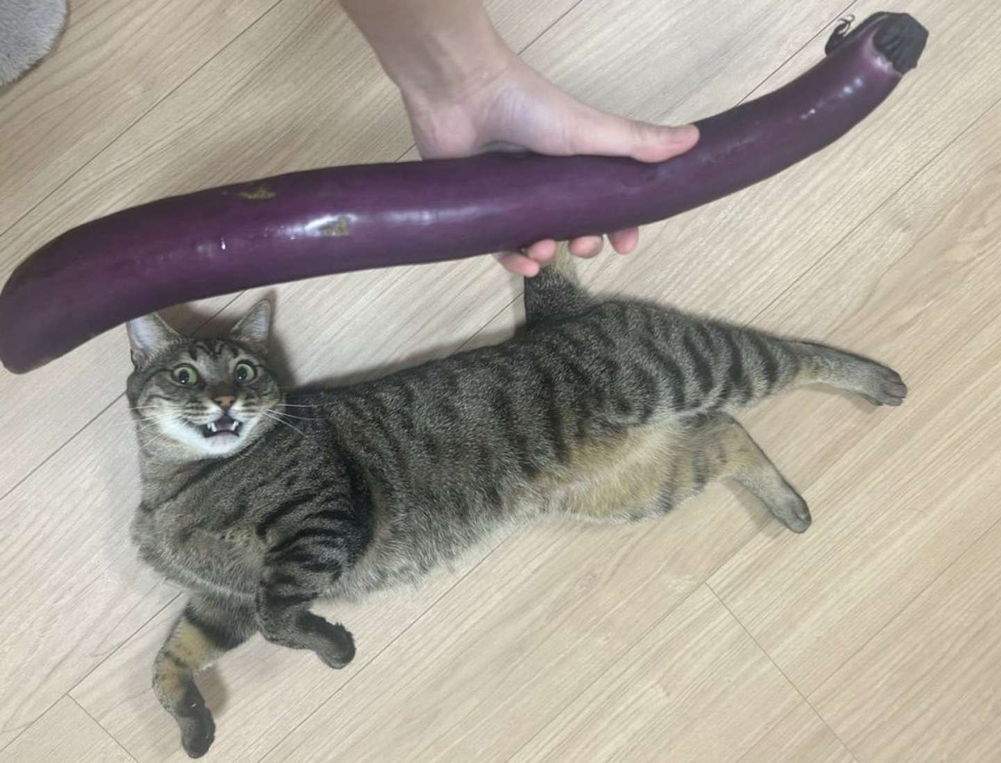 画像提供：オーナーさん