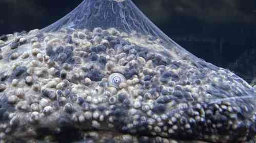 あまりにも縁起良すぎる〝オオサンショウウオ〟にネット驚がく　「どういう現象？！」「何がどうなって...」