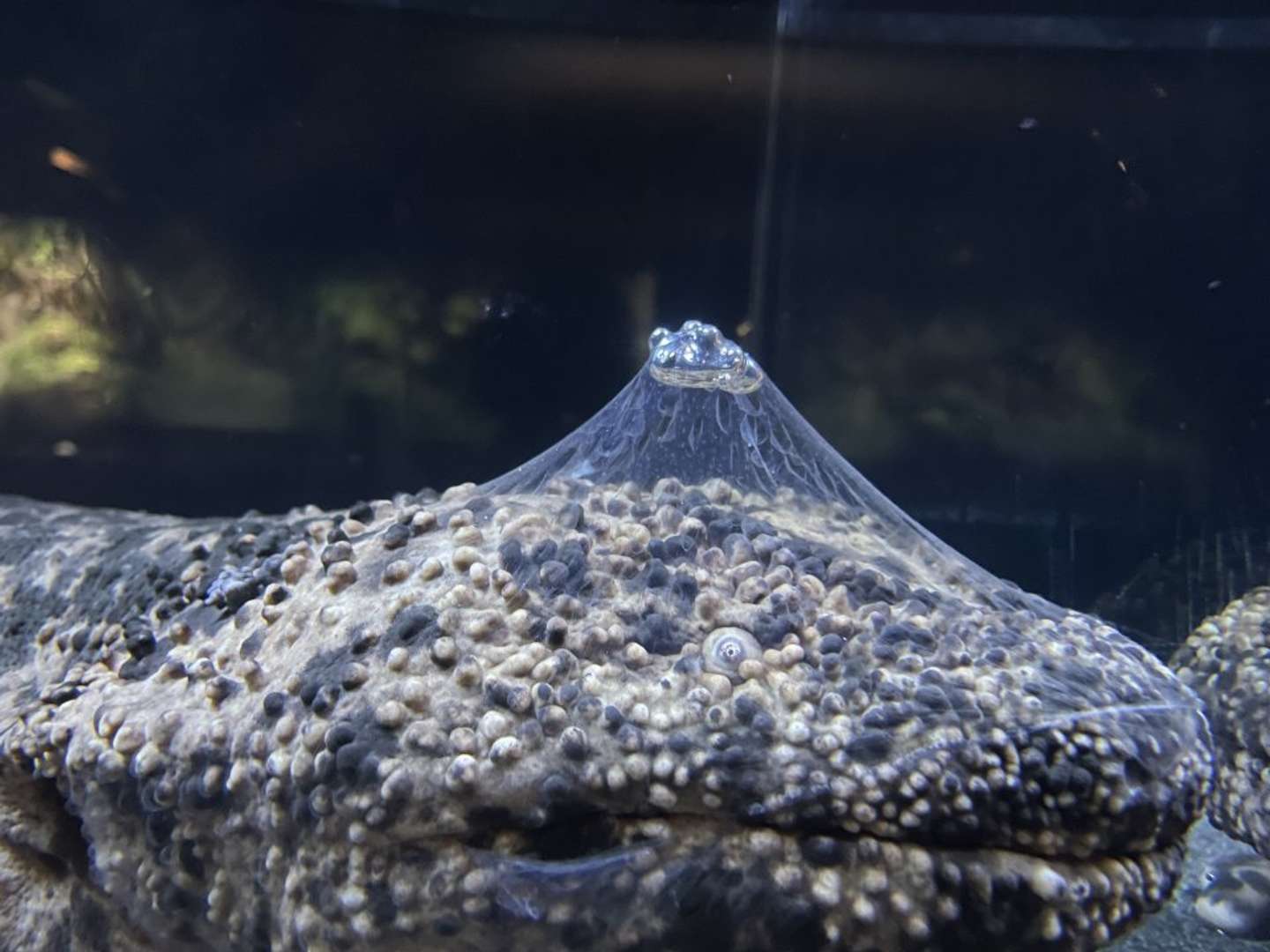 この形は...！（画像は京都水族館公式Xアカウントより）