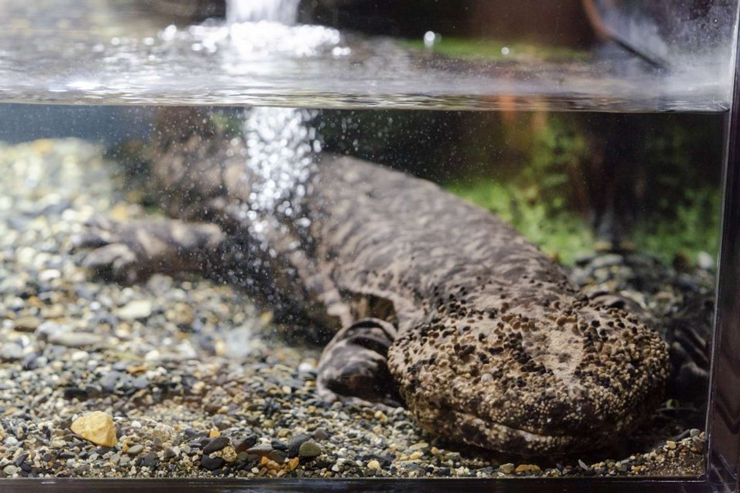 館内で1頭だけの「在来種」（画像提供：京都水族館）
