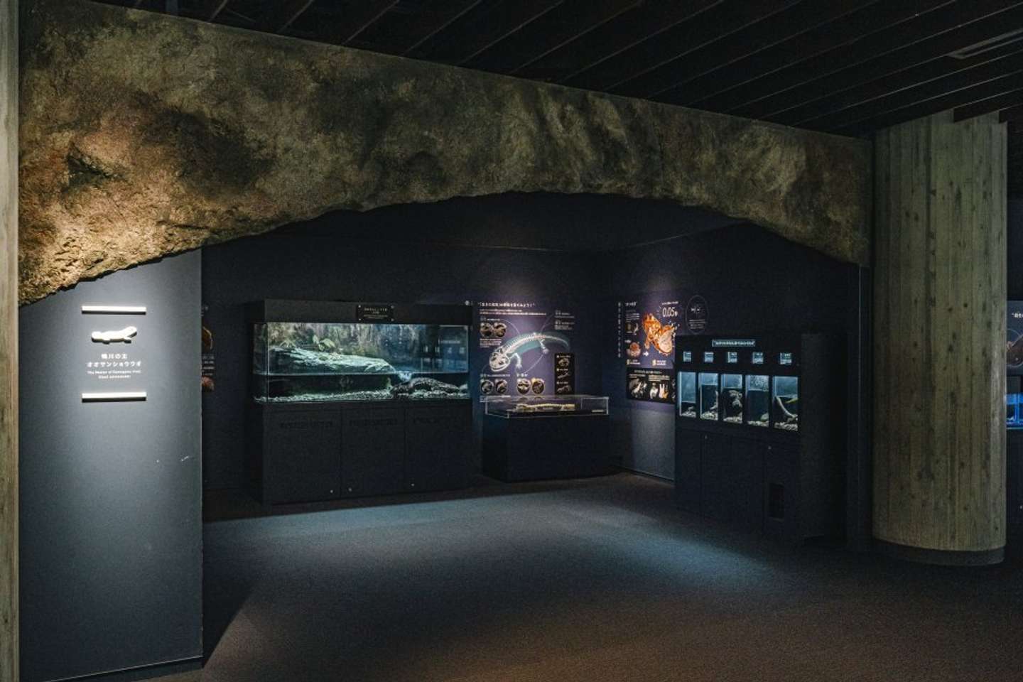 「在来種」を展示している「京の川」エリア（画像提供：京都水族館）