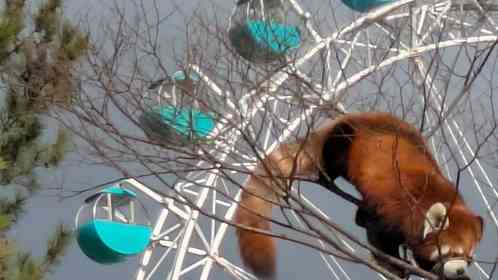 襲来！？超巨大レッサーパンダ　福岡・到津の森の衝撃光景にネット驚がく「AIかと思った」