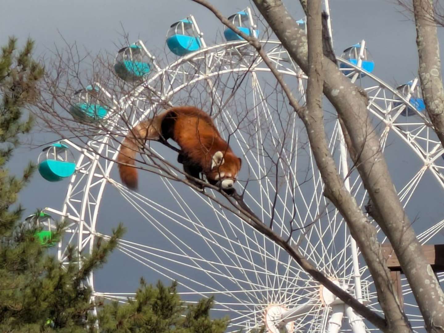 木登り、うますぎ！？（画像は到津の森公園の公式Xアカウントより、再掲）