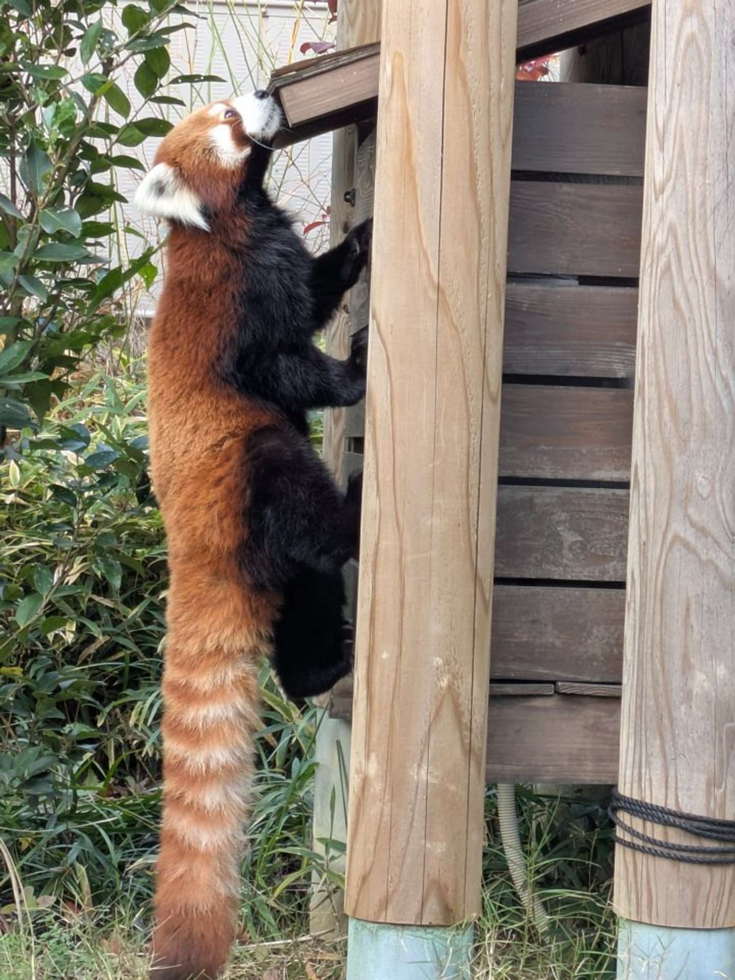 アシタバさん、重力って知ってます？（画像は到津の森公園の公式Xアカウントより）