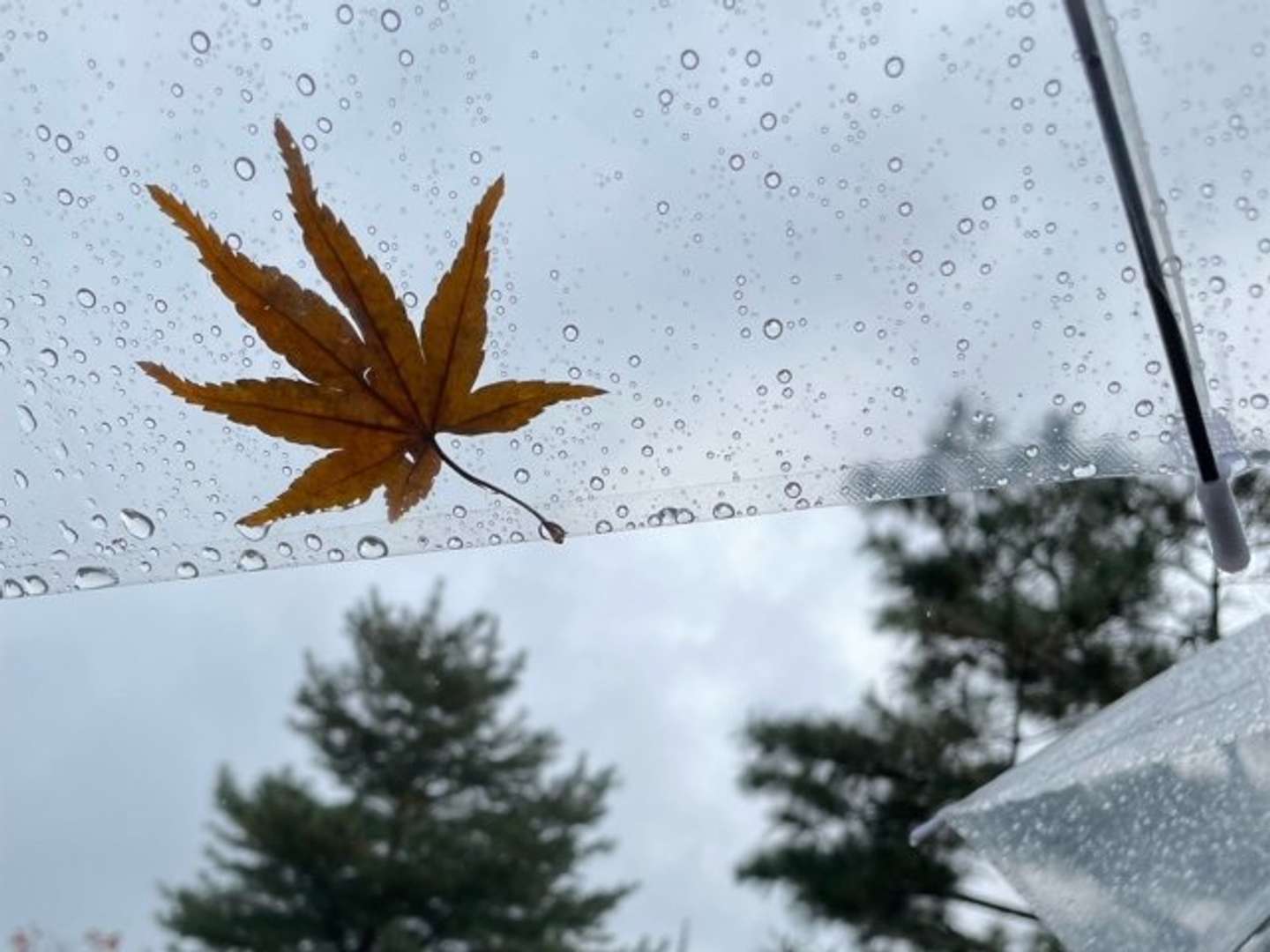 傘をくれた人に感謝（画像はphotoAC）