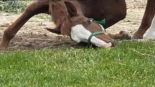 アクロバティックすぎた馬の〝食事〟に4.5万人爆笑　「執念を感じる」「必死さが良いwww」