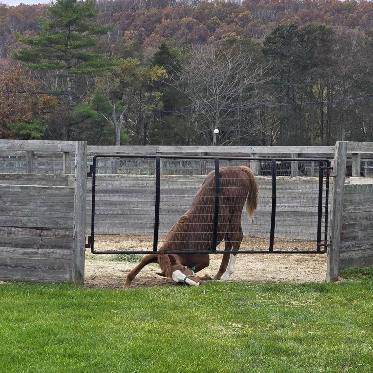 追分ファーム公式Xアカウントより、再掲