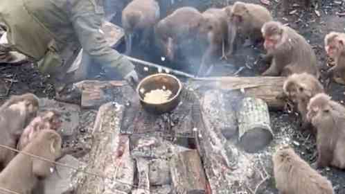 猿の群れの真ん中で、ポップコーンを作ったらどうなる？　楽しそうすぎる〝パーティー〟に3.6万人破顔