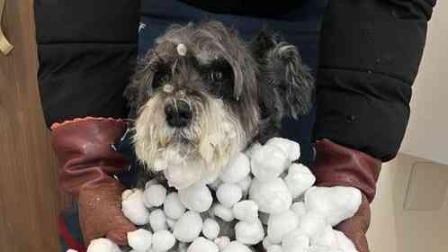 北海道で犬が全力で遊ぶとこうなります　衝撃の〝冬フォルム〟に13万人驚がく