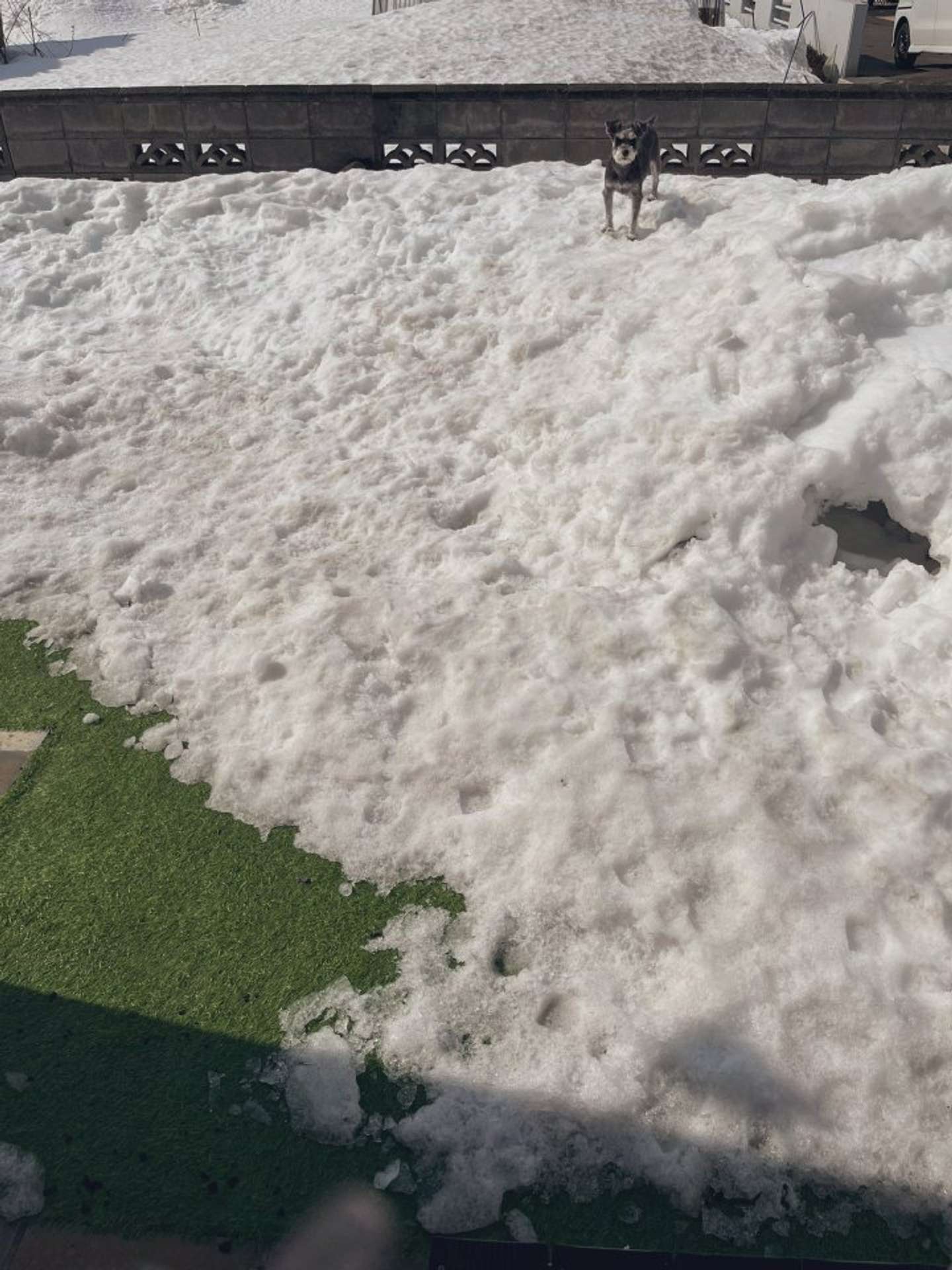 雪、ラブ！（＠kuu_chan_0109さんの投稿より）